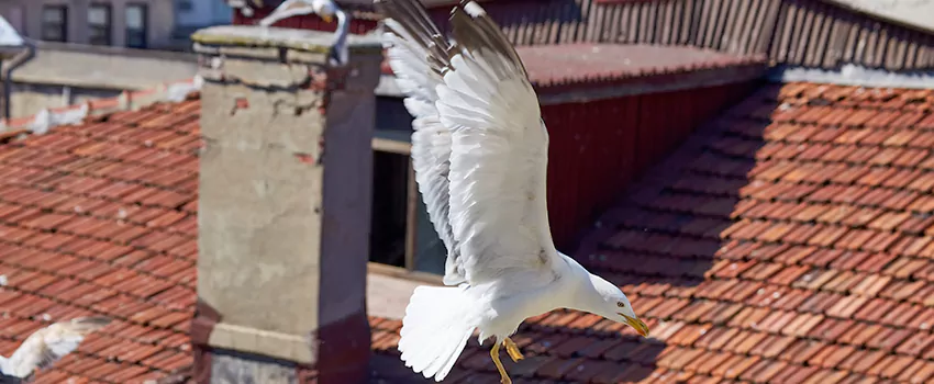 Residential Chimney Animal Removal Solution in Oxon Hill, MD