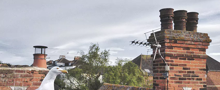 Chimney Cleaning And Restoration in Oxon Hill, Maryland